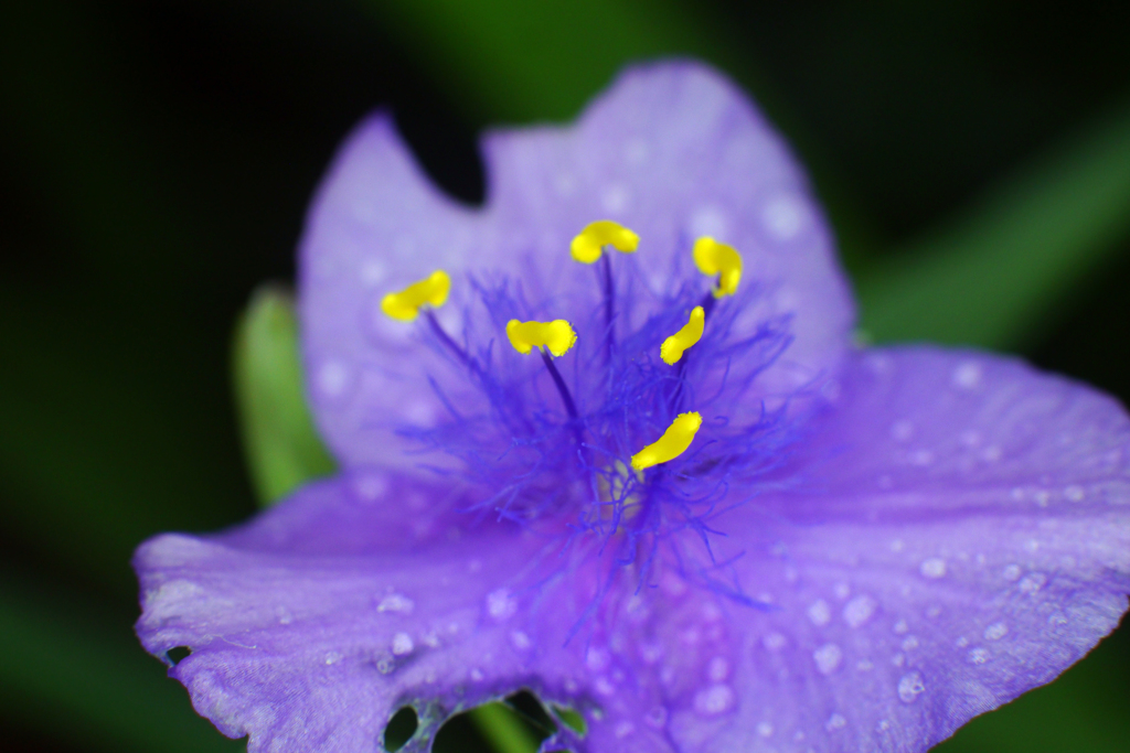 非AiニッコールSオート50mm1.4とKリングで露草を撮る-②