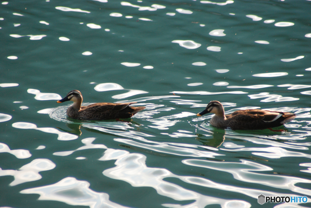 番（つがい）⑦