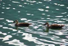 番（つがい）⑦