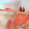 主題はどこに？紅葉asymmetry