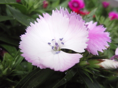 お花がいっぱい！ 200504-⑨