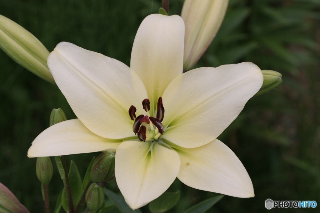Lily Beauty-④