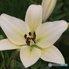 Lily Beauty-④
