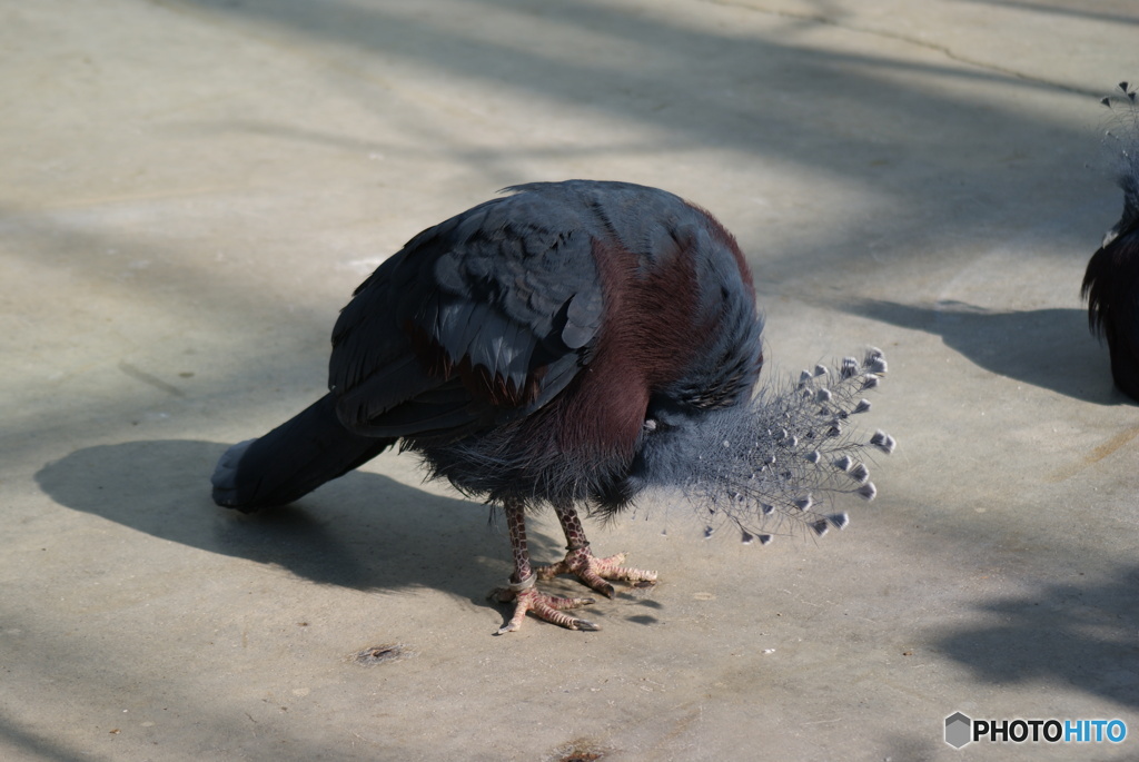 鳥類　その１　⑧