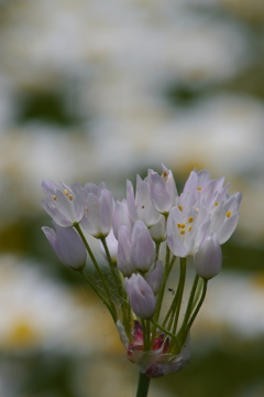 今日のお散歩の友は 200515-⑩