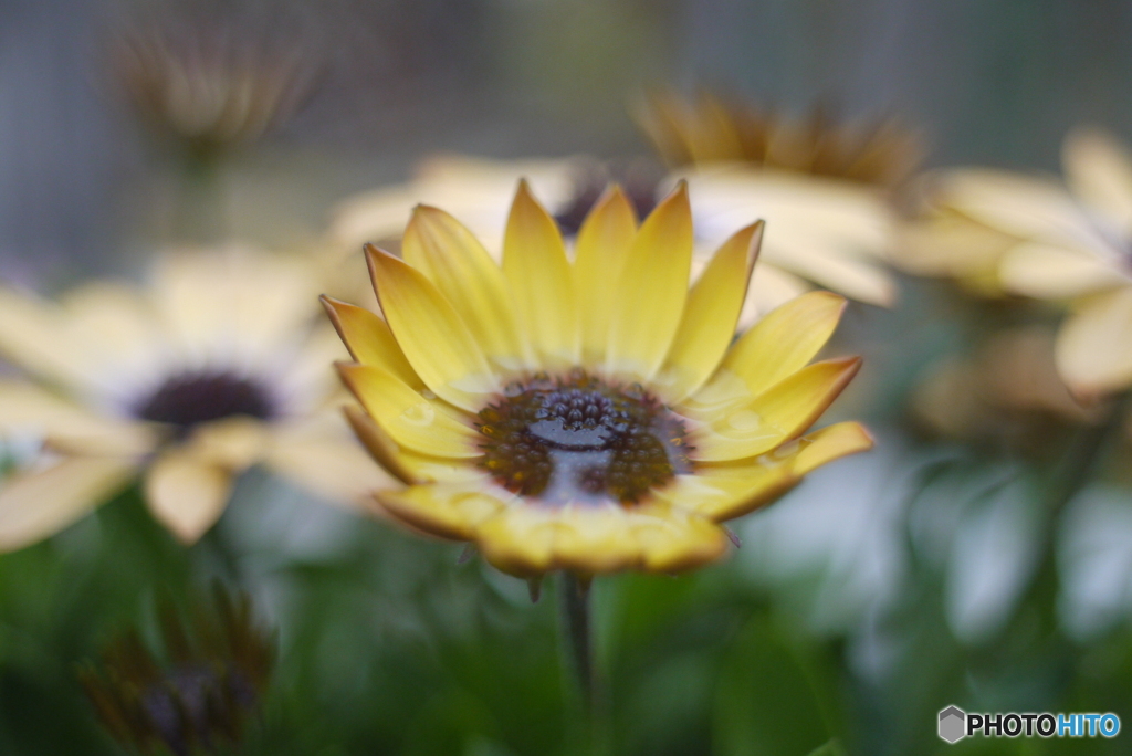 SIGMA SUPER-WIDE 1:2.8 f=24mmと言う選択⑦