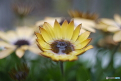 SIGMA SUPER-WIDE 1:2.8 f=24mmと言う選択⑦