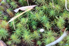 森の小人たち 2015-①