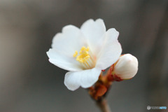 冬桜-①