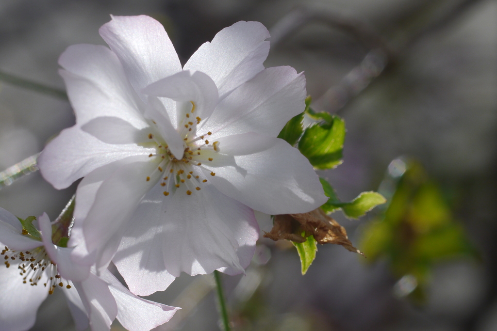 朝日と桜花に包まれて