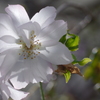 朝日と桜花に包まれて