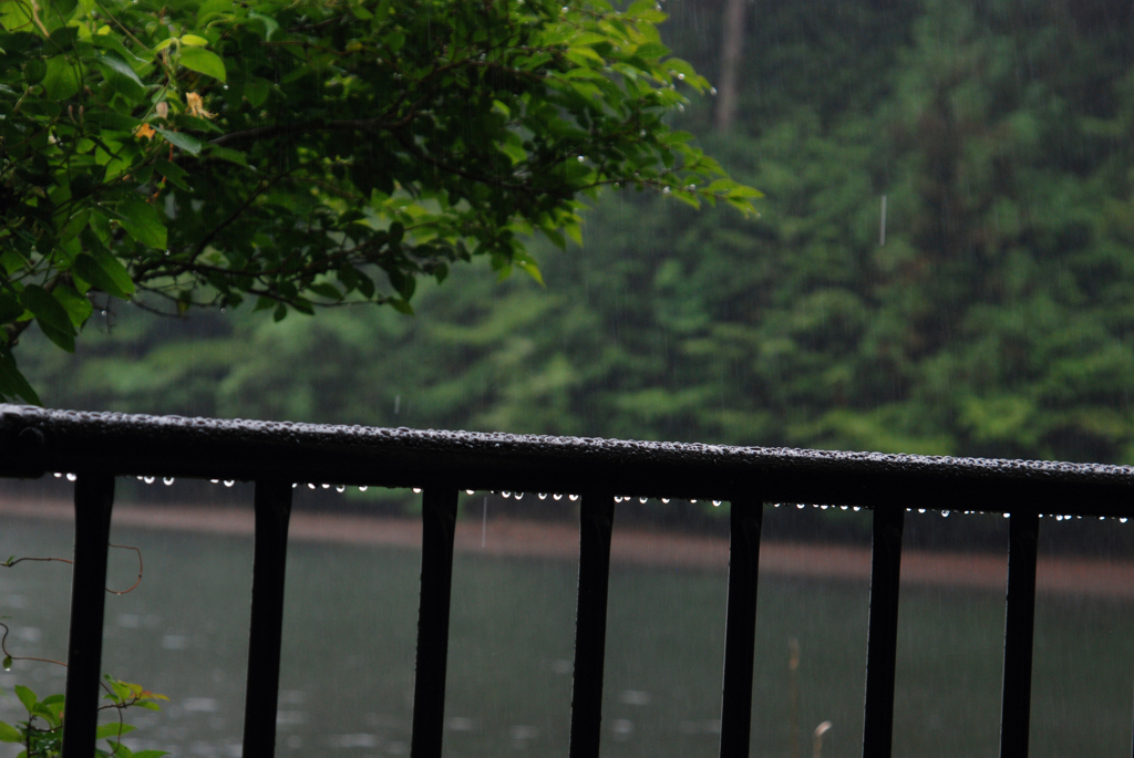 雨の中のウオーキング-①