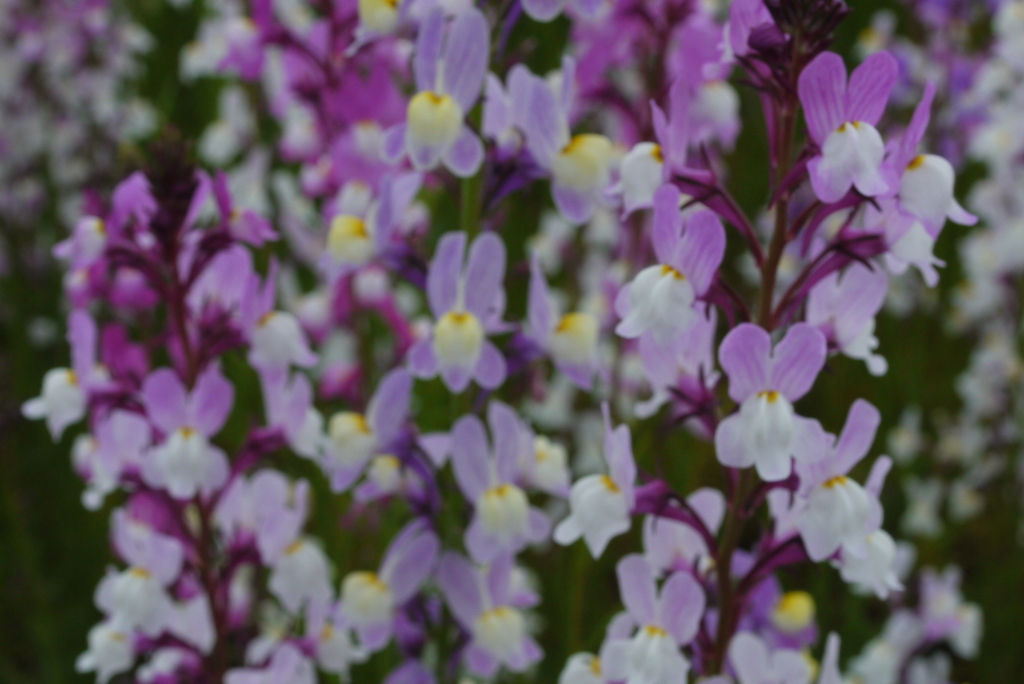 FDズームレンズ 28-50mm (50mm Macro f=16)