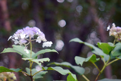 Voightländer Septon 50mmで田貫湖を撮る（近接編）-➃