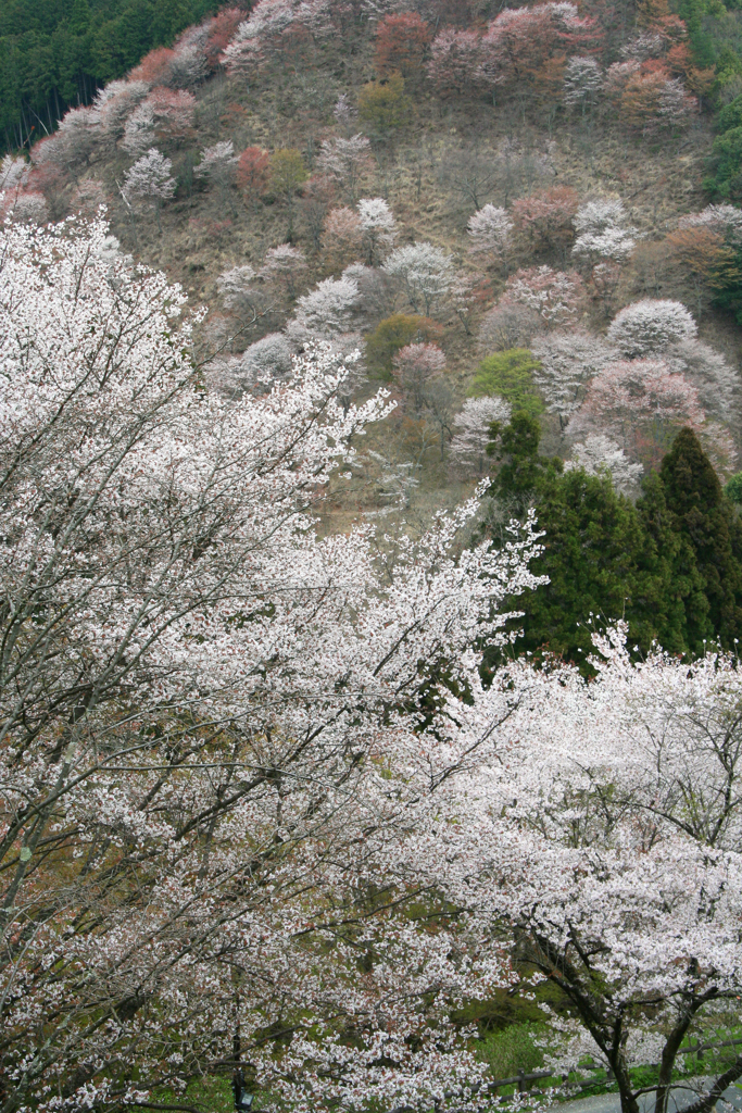 2010年桜旅・吉野山から京都へ-③