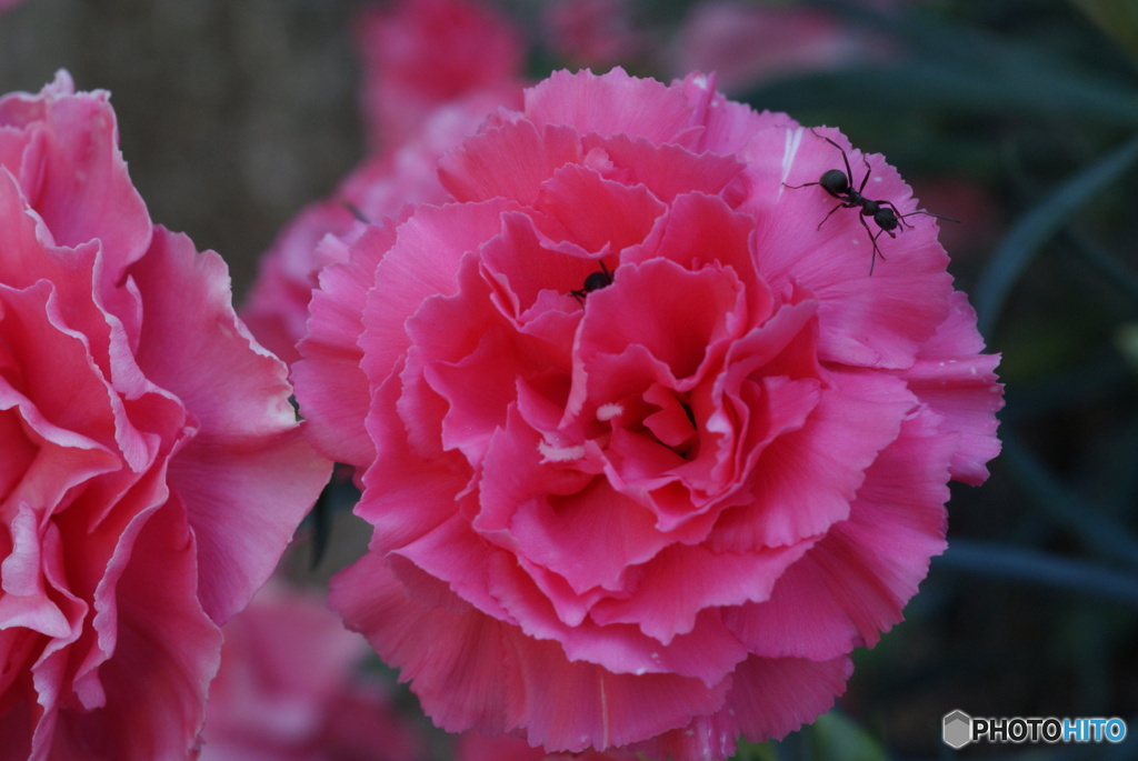 花と虫たち　シリーズ6-⑥