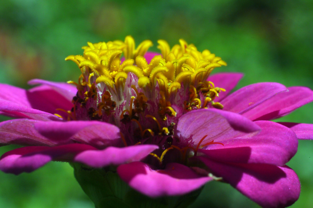Voightländer Septon f=2.0 50mmでお花を撮る-➆