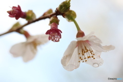 水玉の世界　②