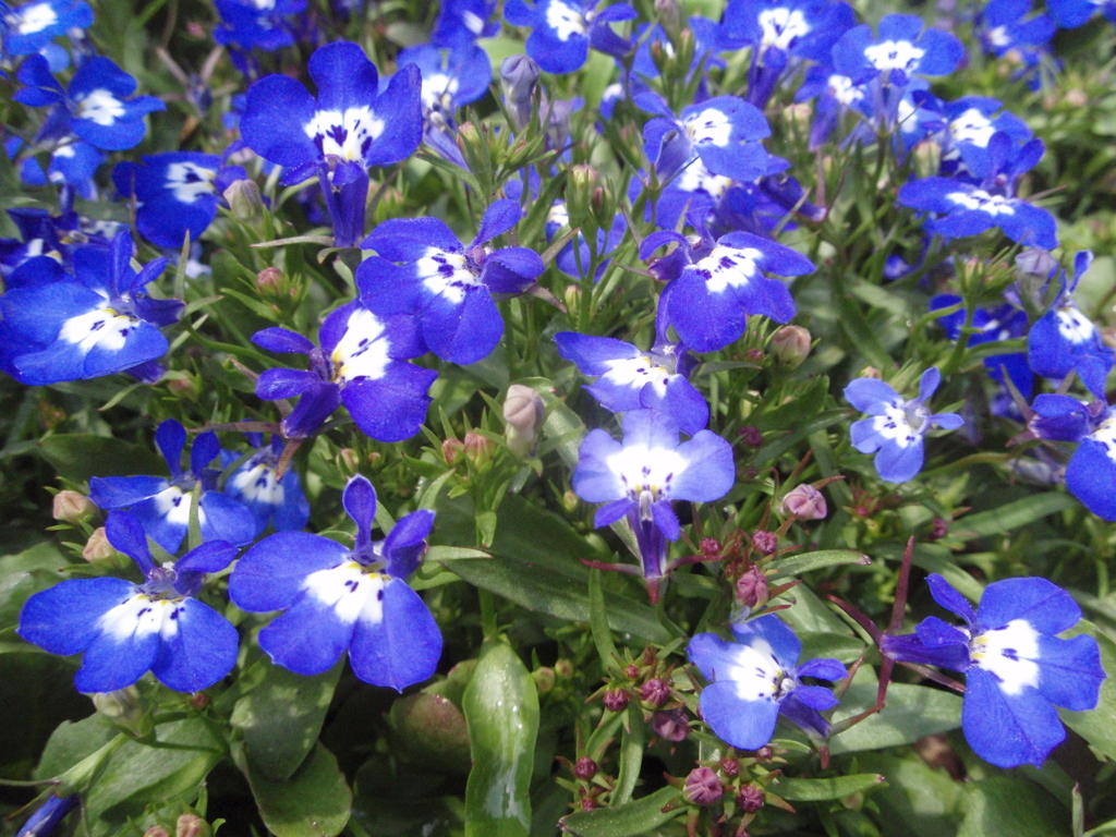 お花がいっぱい！ 200505-⑥