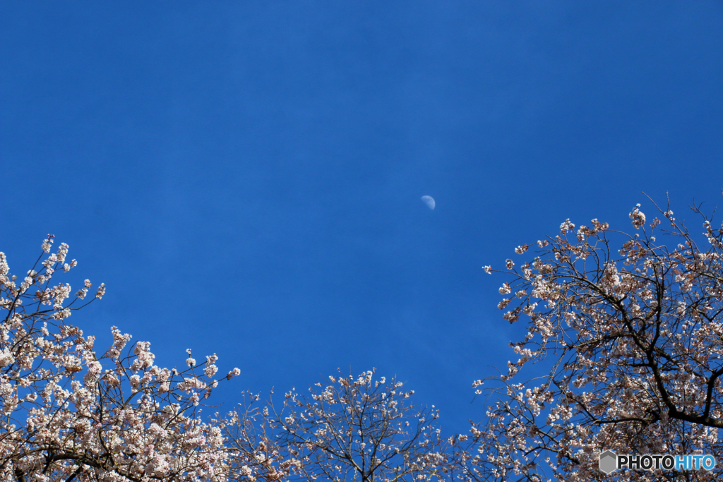 わに塚の桜 2019-➄