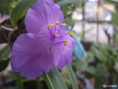 お花がいっぱい！ 200429-⑥