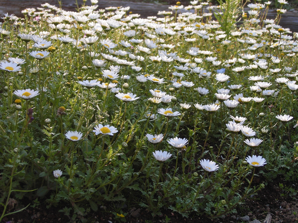 2020年4月4日の町内ウオーキング ①