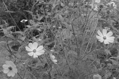 Voigtländer Skoparex 3.4/35mmで白黒写真を撮る-➃