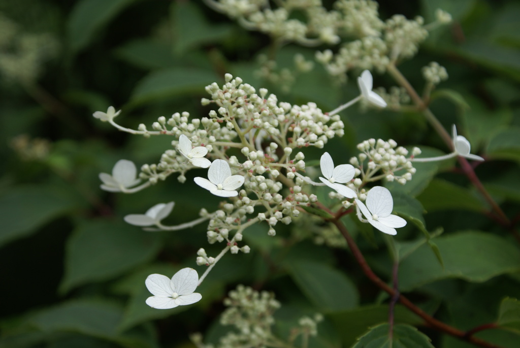 田貫湖周遊200702・植物編-①