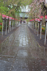 花のあと雨の参道