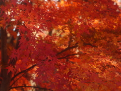 小諸・懐古園の紅葉2018年-➄