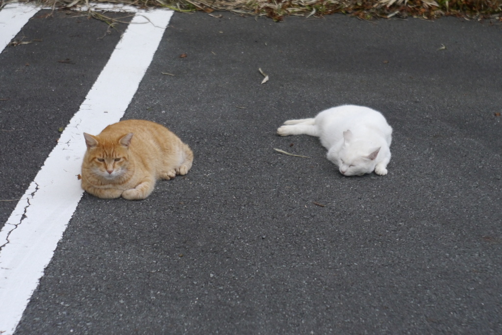 俺たちの駐猫場なんだニャン