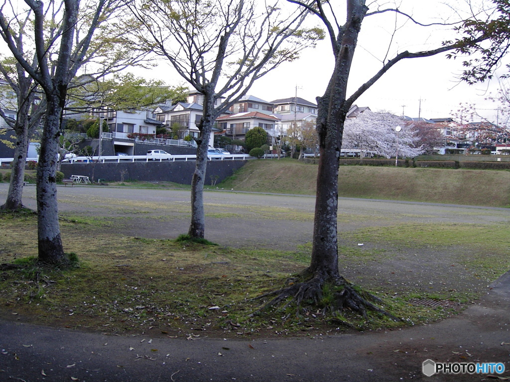 CONTAX TVS デジタルで、花の公園を撮る ⑩