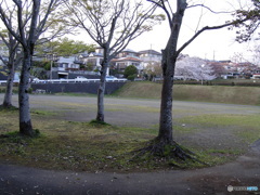 CONTAX TVS デジタルで、花の公園を撮る ⑩