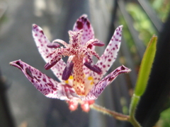 お花がいっぱい！ 200502-➀