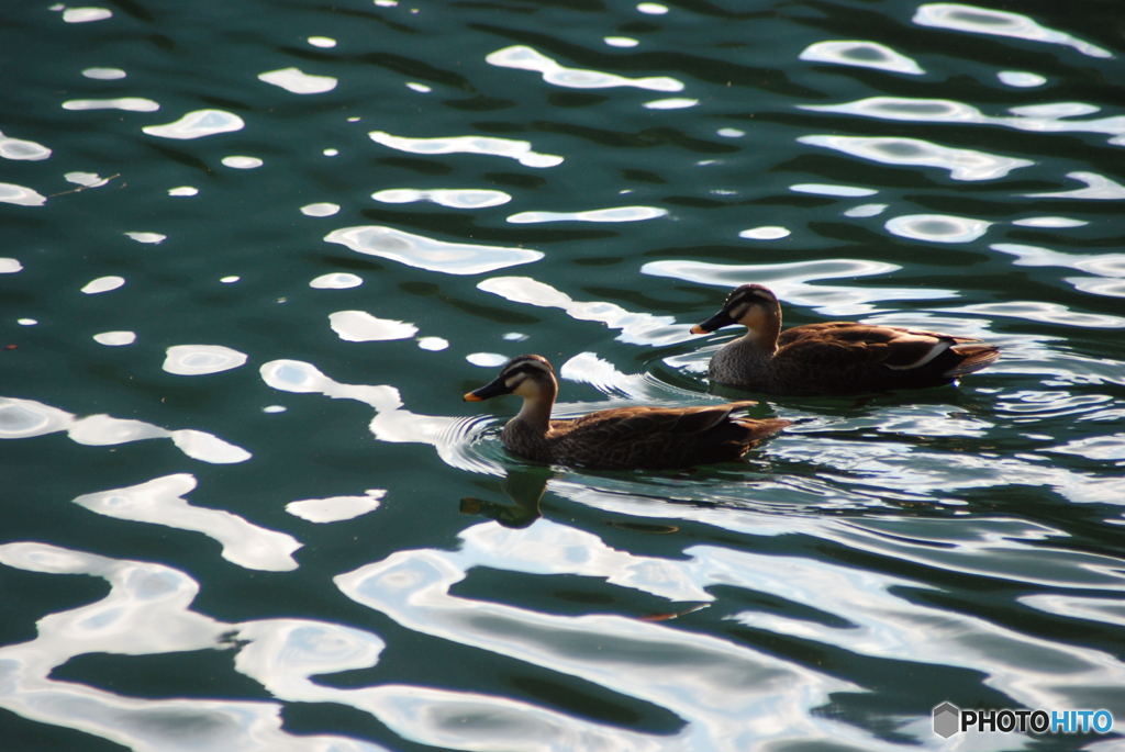 番（つがい）③