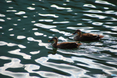 番（つがい）③