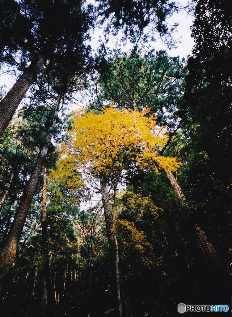 秋の高山寺　③