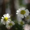 お庭でPHOTO・2012-①