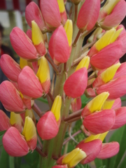 お花がいっぱい！ 200504-②