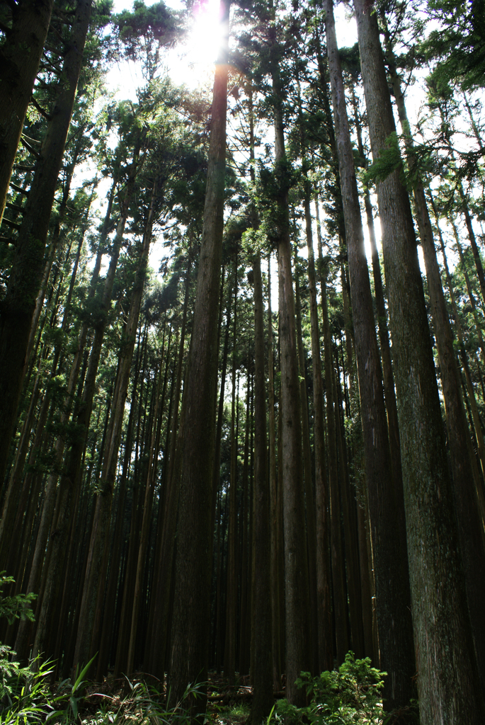 田貫湖周遊200702・植物編-④