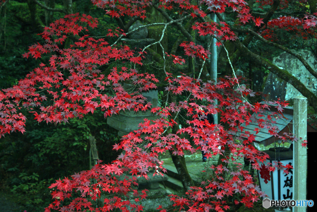 大雄山最乗寺2011-➃