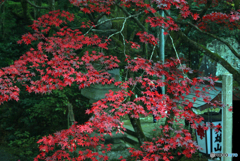 大雄山最乗寺2011-➃