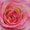 Princesse de Monaco-➄