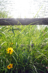 Voightländer Septon 50mmで田貫湖を撮る（近接編）-➁