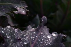 雨上がり葉牡丹