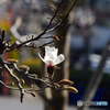 （惜別）Practical PB 70-210mm 1:4-5.6 MC-➃