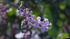 ヤマゴボウ　二題　暗