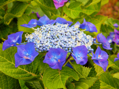 花の色はうつりにけりないたづらに我が身よにふるながめせしまに