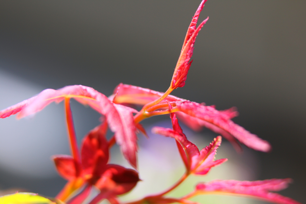 摘芯再生血汐紅葉