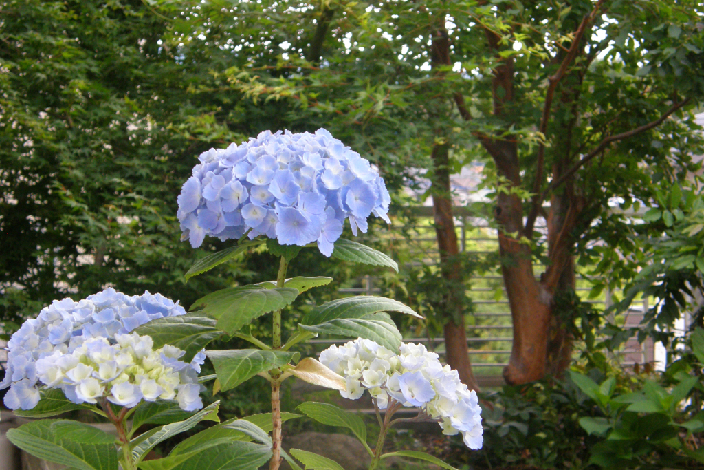 丹精込めた紫陽花が＾＾-①